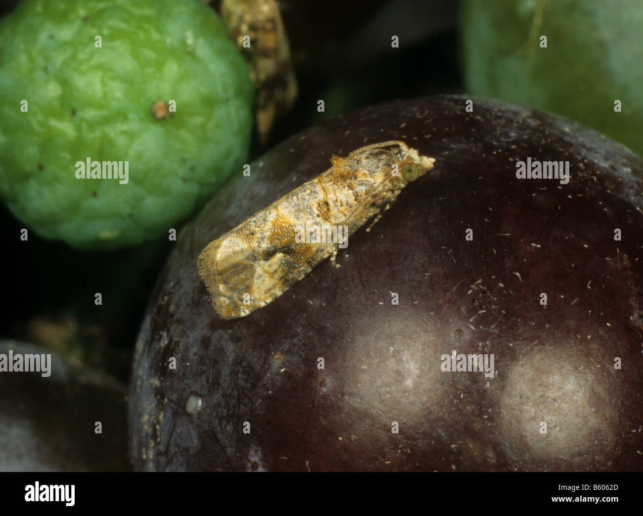 Europäische Traube Beere Motte Lobesia Botrana Erwachsene Pest auf Grapefruit Stockfoto