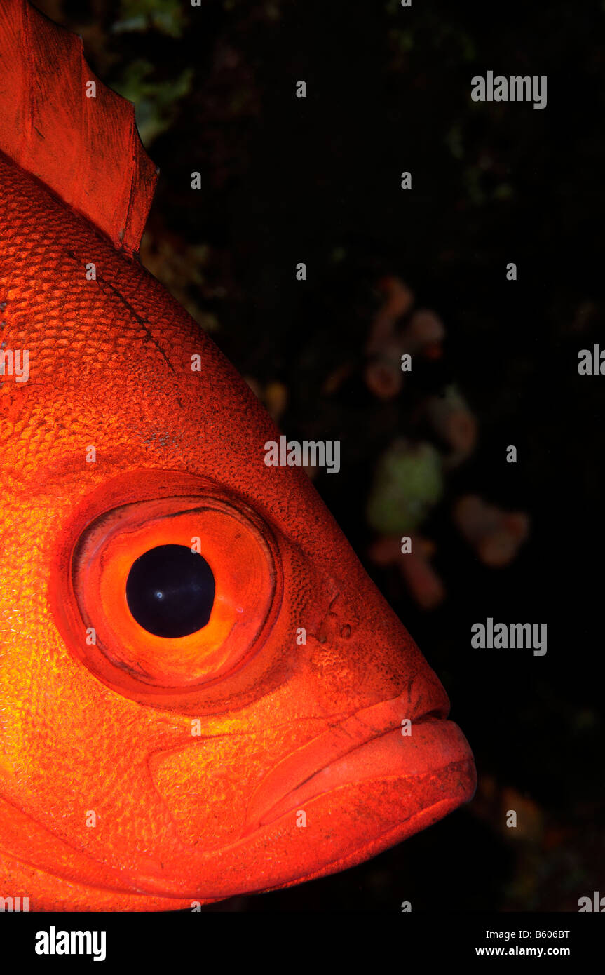 Priacanthus Hamrur Crescent Tail Großaugenthun, Rotes Meer Stockfoto