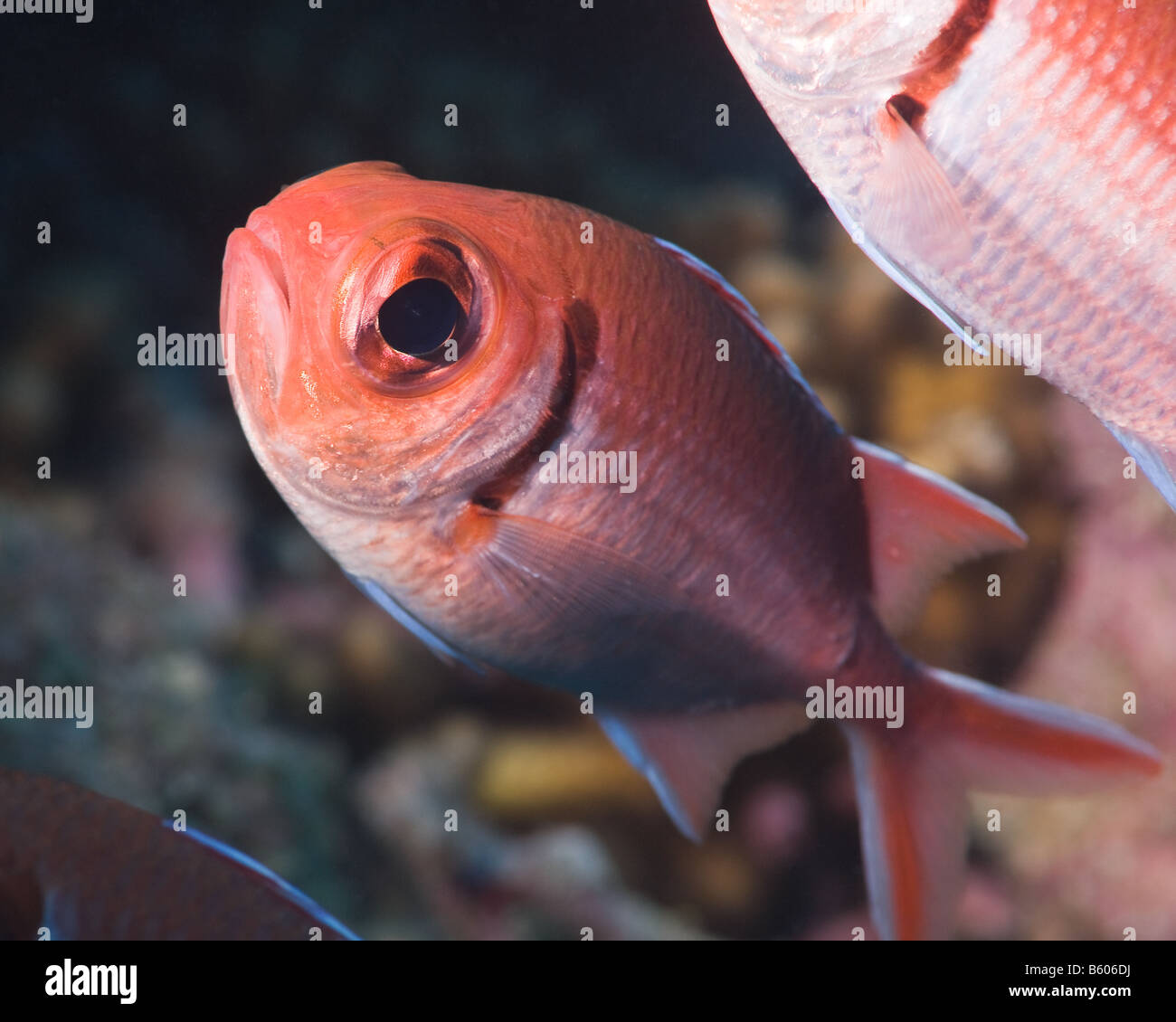 Ein Blackbar Soldierfish schwimmt durch die Kamera. Stockfoto