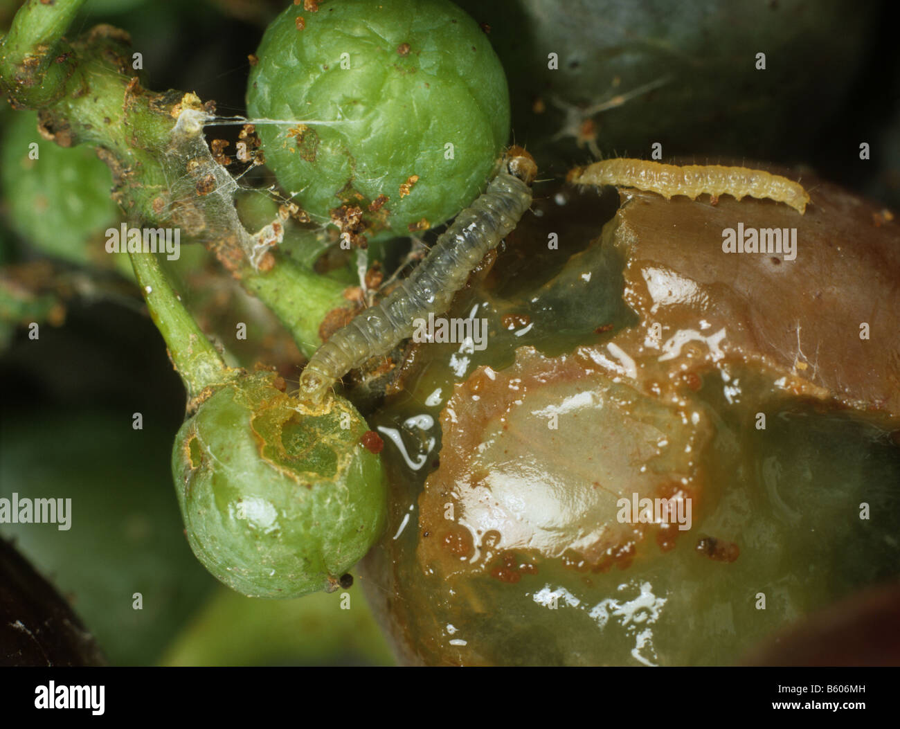 Europäische Traube Beere Motte Lobesia Botrana Raupen auf beschädigten Trauben Stockfoto