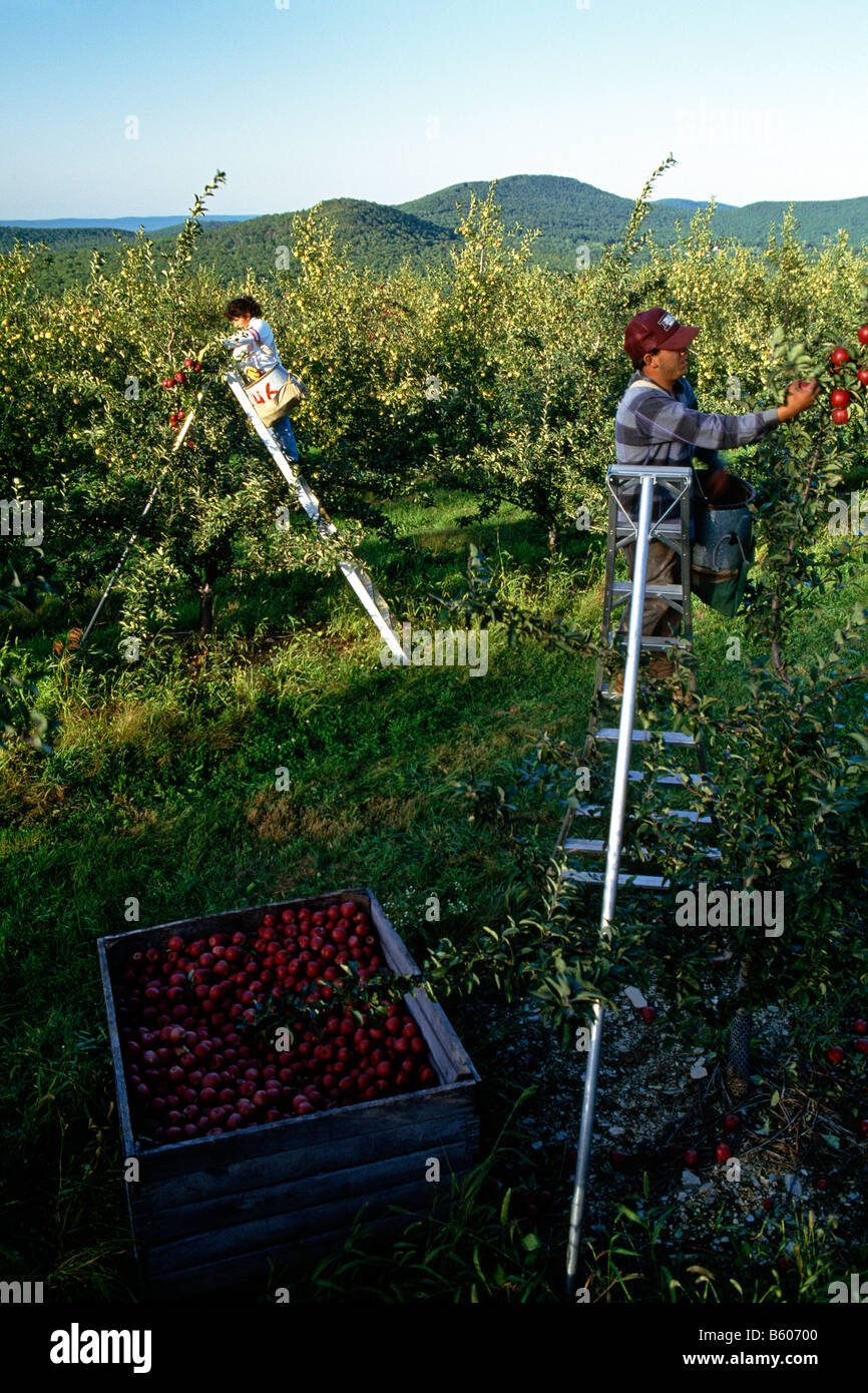 Äpfel werden von Hand gepflückt am Lerew Obstgärten im Adams County. Pennsylvania ist der 5. größte Apple-Hersteller in den USA. Stockfoto