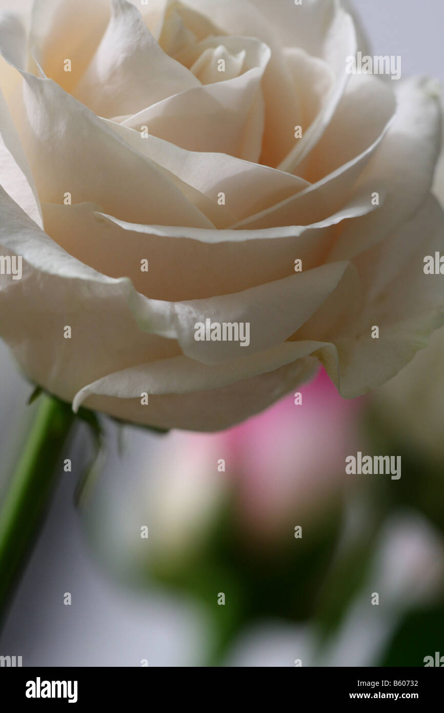 Stock Foto eine weisse Rose Stockfotografie - Alamy
