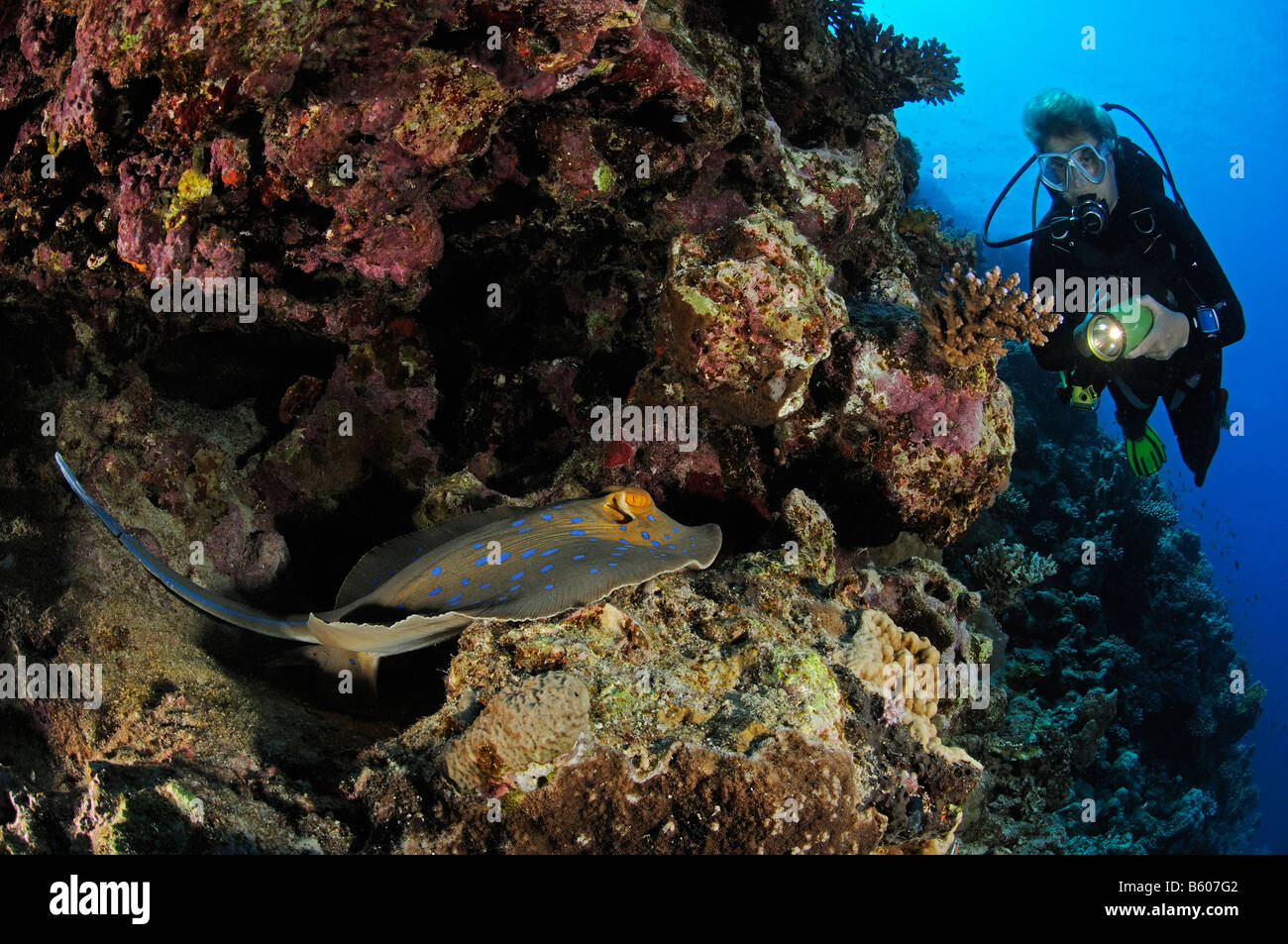 Taeniura Lymma Bluespotted Ribbontail Strahl und Scuba Diver, Rotes Meer Stockfoto