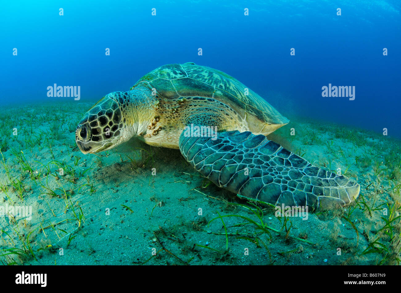 Chelonia Mydas grüne Meeresschildkröte, Rotes Meer Stockfoto