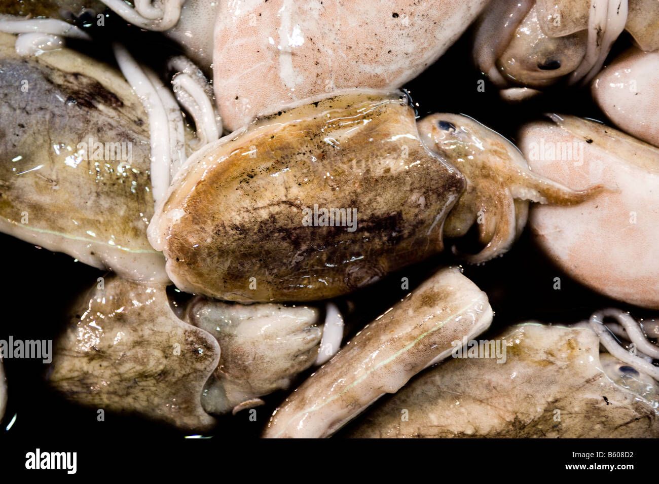 Tintenfisch in ihrer Farbe an der Tsukiji-Fischmarkt in Tokio, Japan. Stockfoto