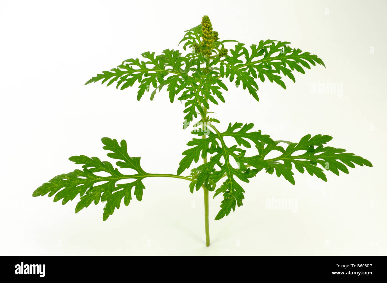 Jährliche Beifußblättrige Ambrosie (Ambrosia Artemisiifolia). Junge Pflanze mit Knospen Stockfoto