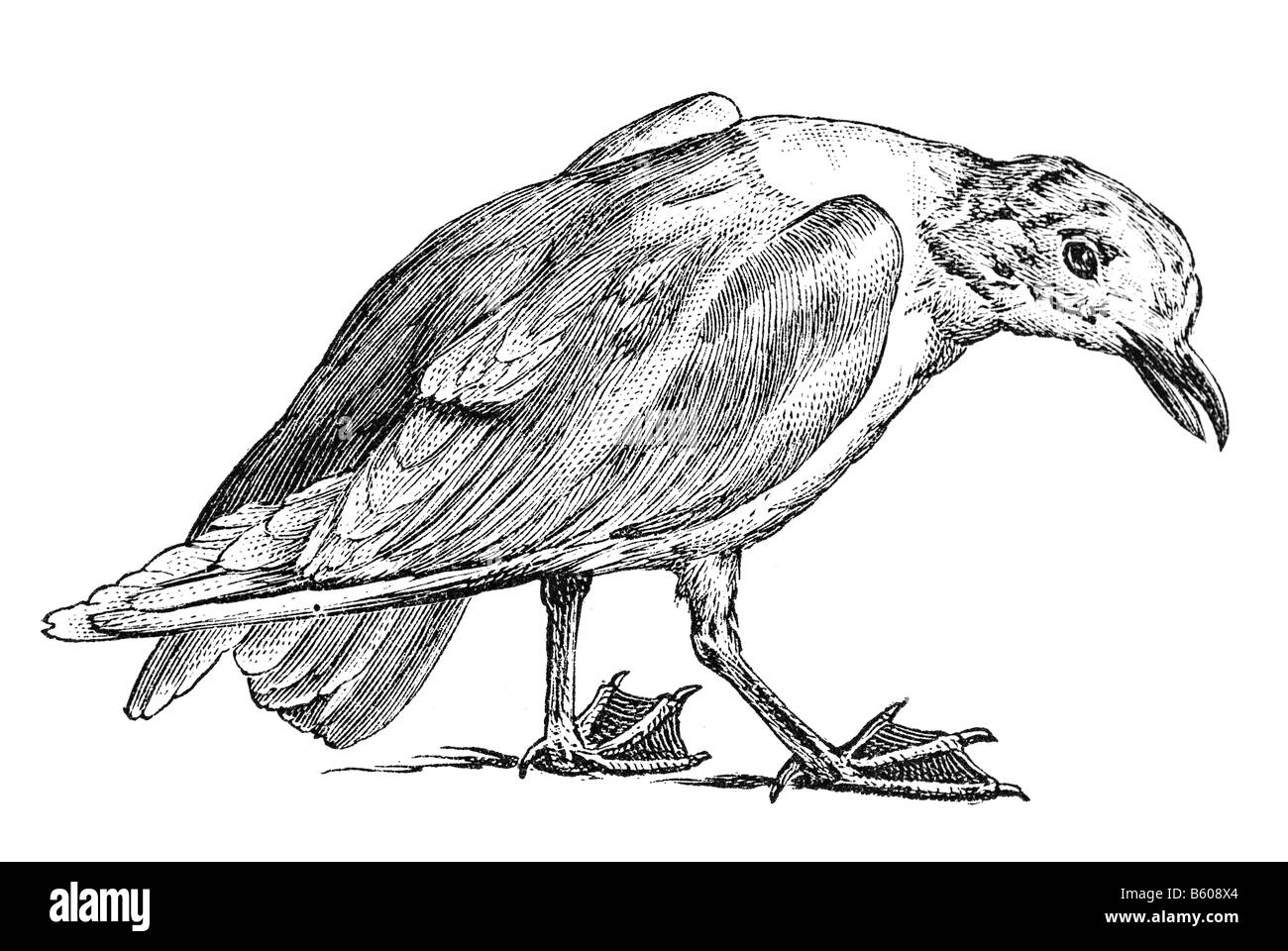 Schwarzkopfmöwe, (Larus Melanocephalus) (Ichthyaetus Melanocephalus) Stockfoto