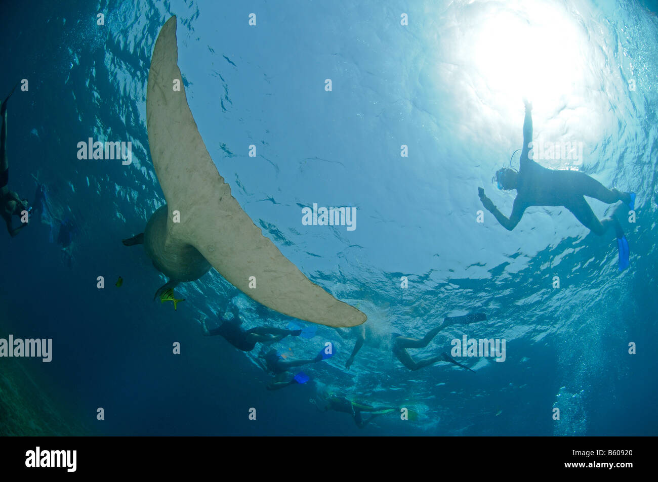 Dugong Dugon, Rotes Meer Stockfoto