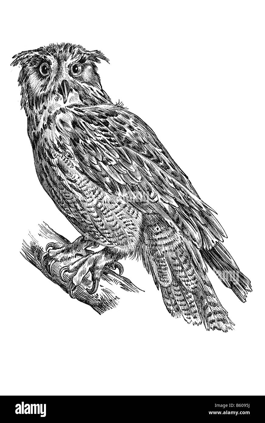 Eurasische Adler-Eule (Bubo Bubo) Stockfoto