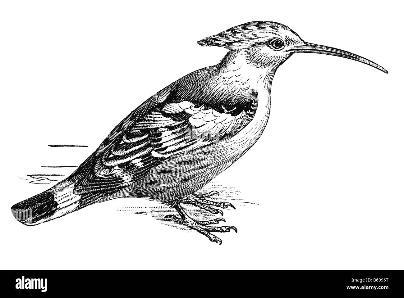 Wiedehopf (Upupa Epops) Stockfoto