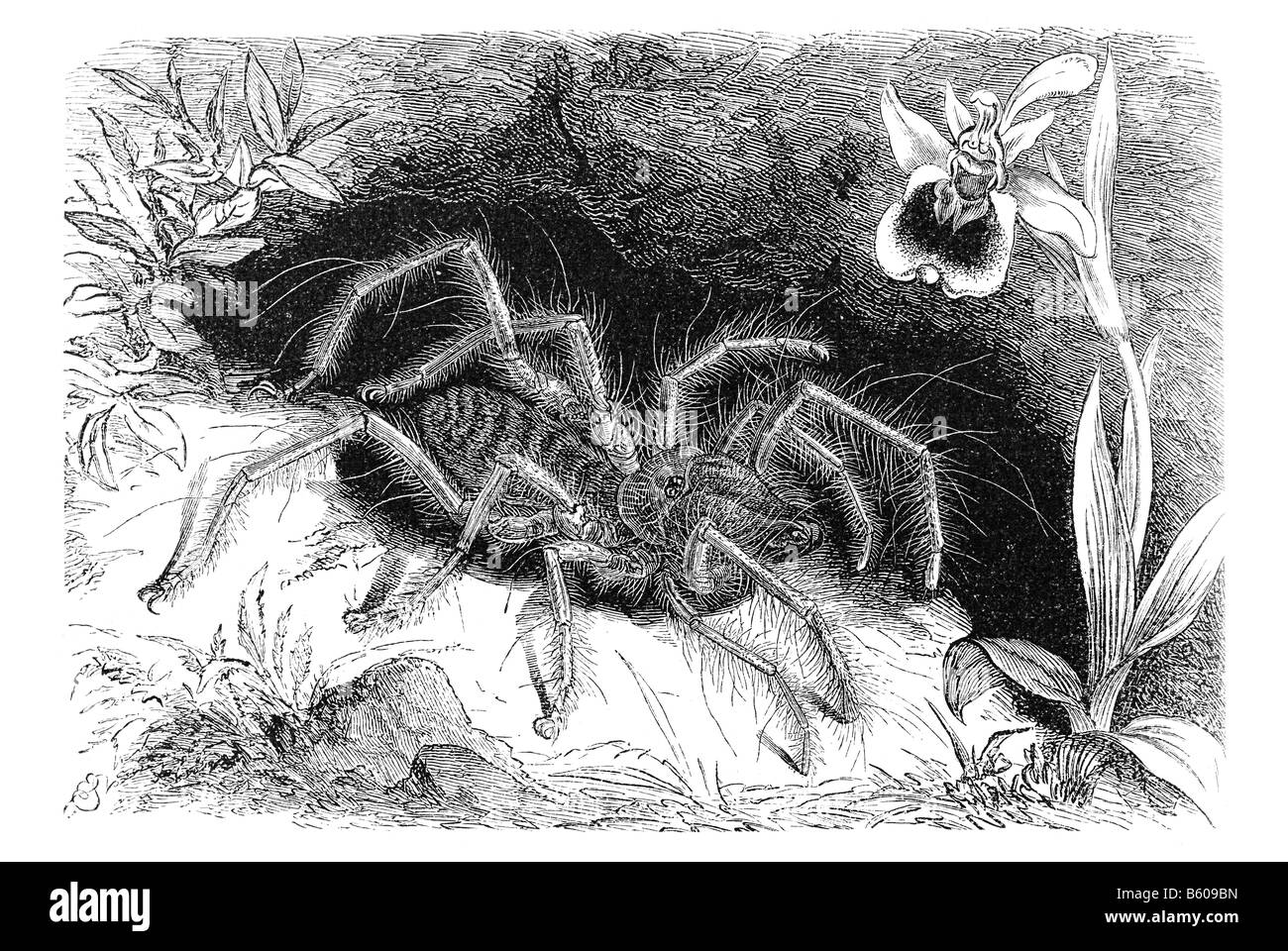 Solpuga Araneoides, Solifugae Stockfoto