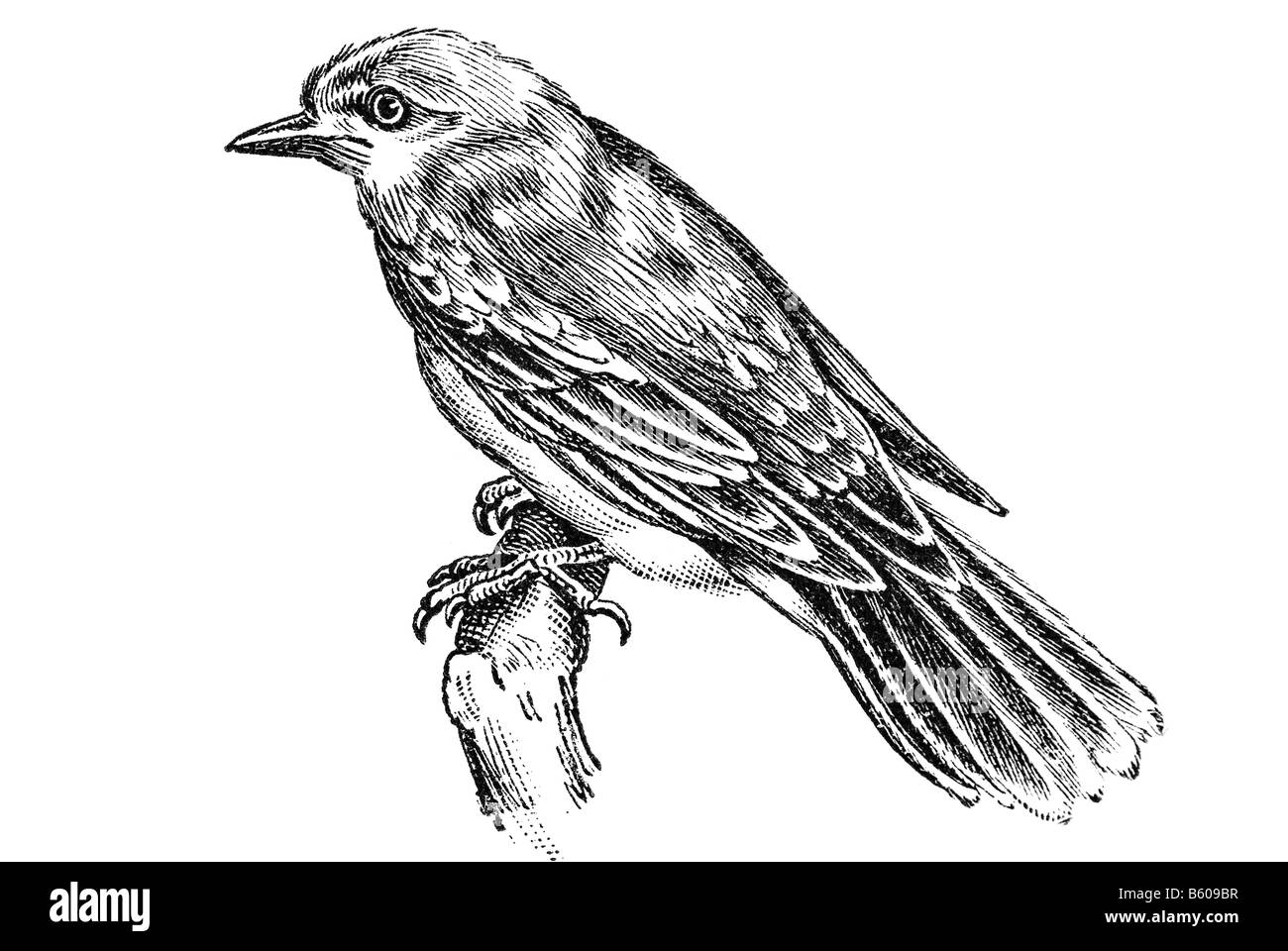 Tyranni Tyrannus Pipiri Unterordnung der Botaniker Vögel Ty der suboscines Stockfoto