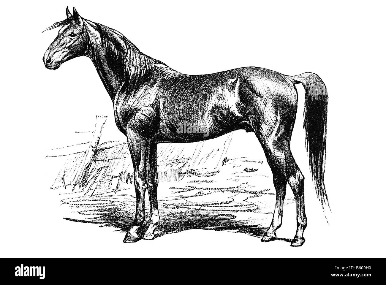 Pferd (Equus Caballus) Stockfoto