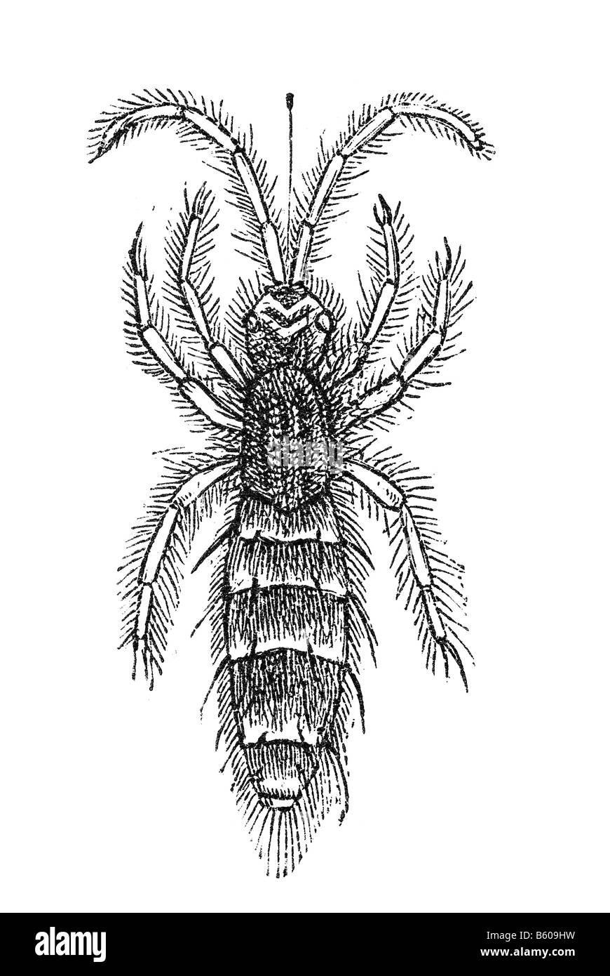 Springschwänze, Collembolen bilden die größte der drei Linien des modernen Hexapoden Klasse Entomobryidae Stockfoto