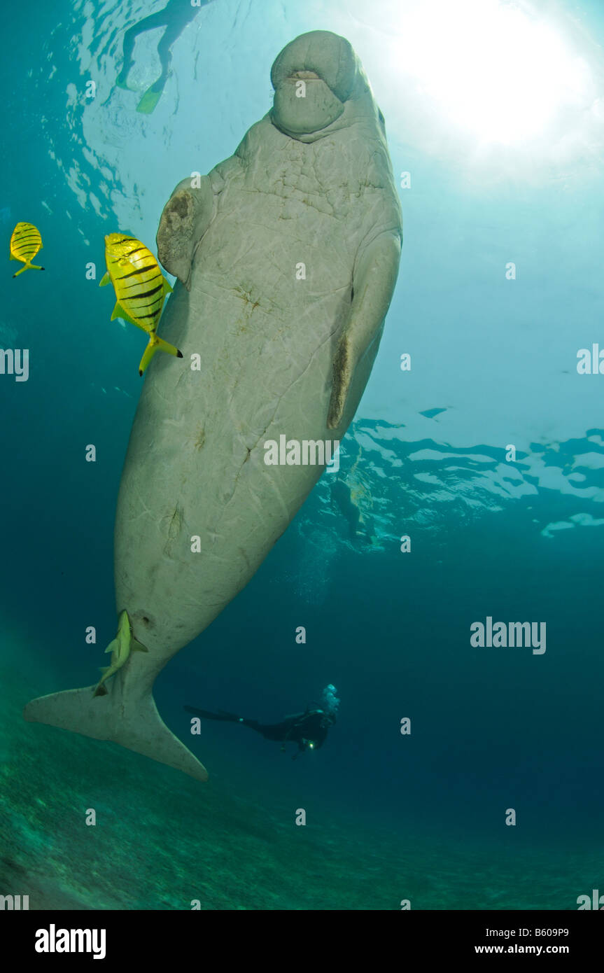 Dugong Dugon, Gnathanodon Speciosus, Dugong mit juveniler Golden
