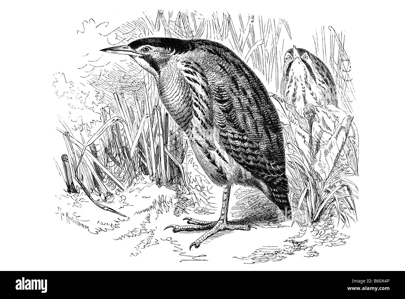 Eurasische Rohrdommel oder große Rohrdommel Botaurus Stellaris ist ein waten Vogel Reiher Familie Ardeidae Stockfoto