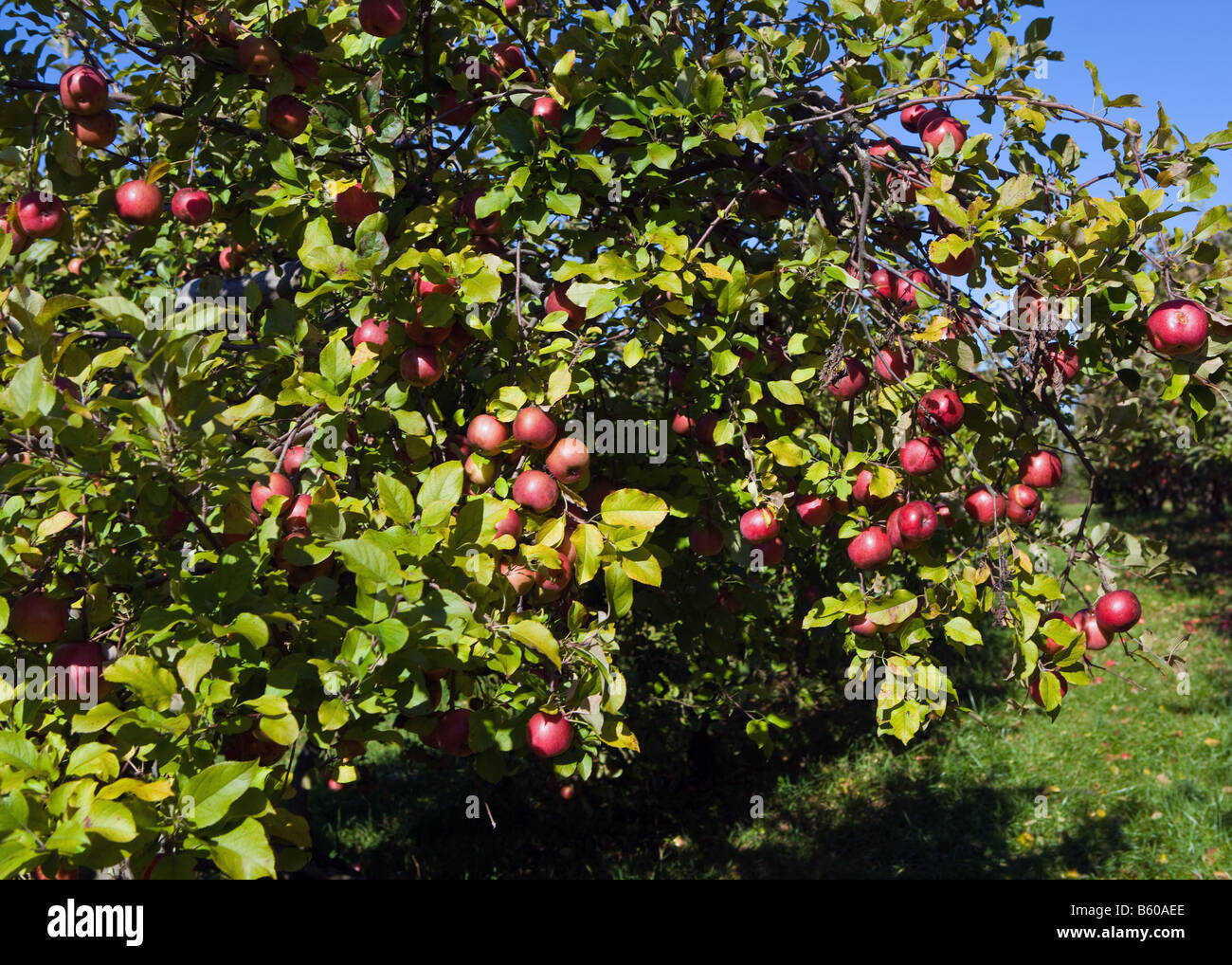 Äpfel im Spätherbst in einer Apfelplantage in Guilford Connecticut USA. "Fallen Sie in Neu-England" Stockfoto