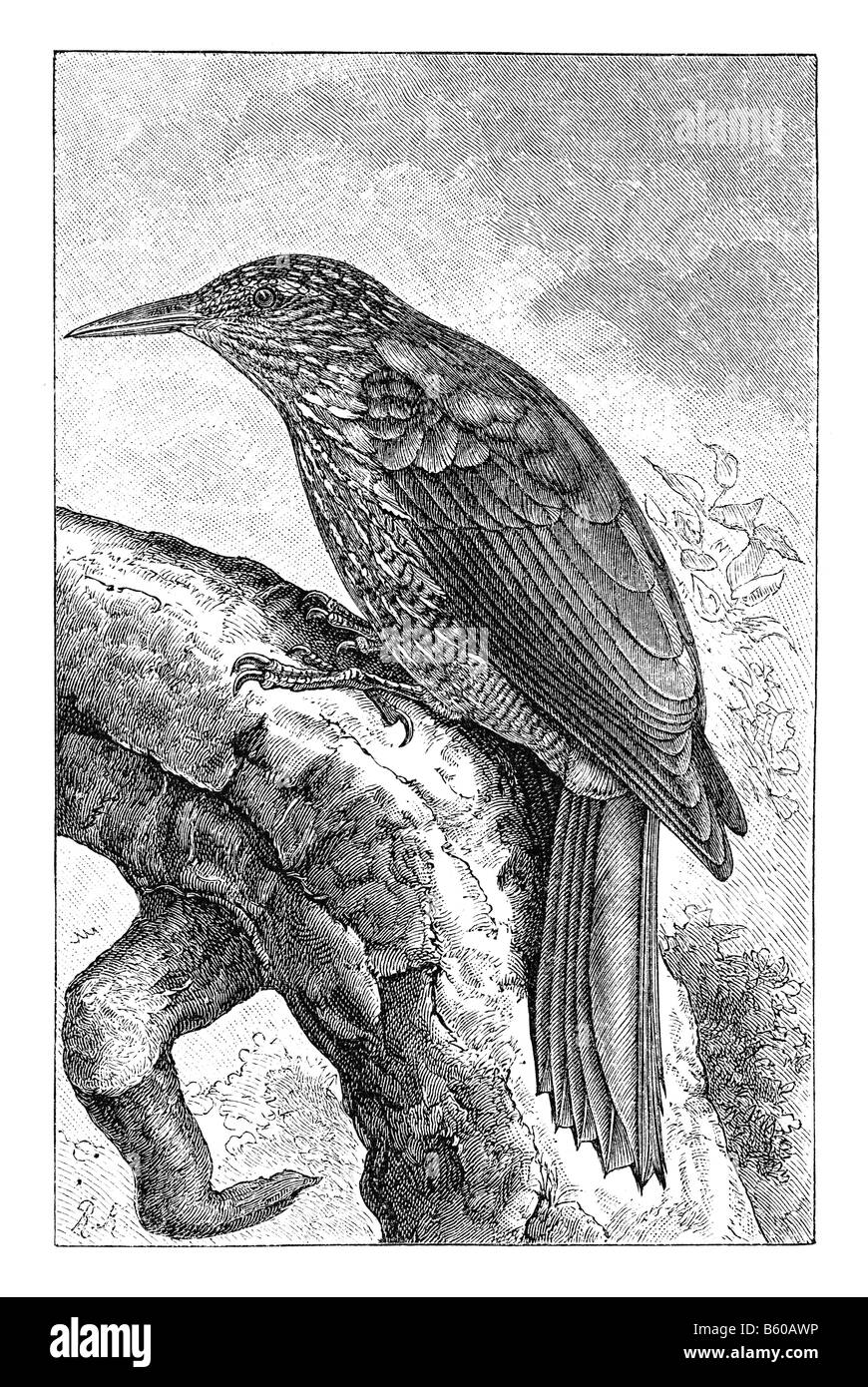 Woodcreepers (Dendrocolaptinae) Stockfoto