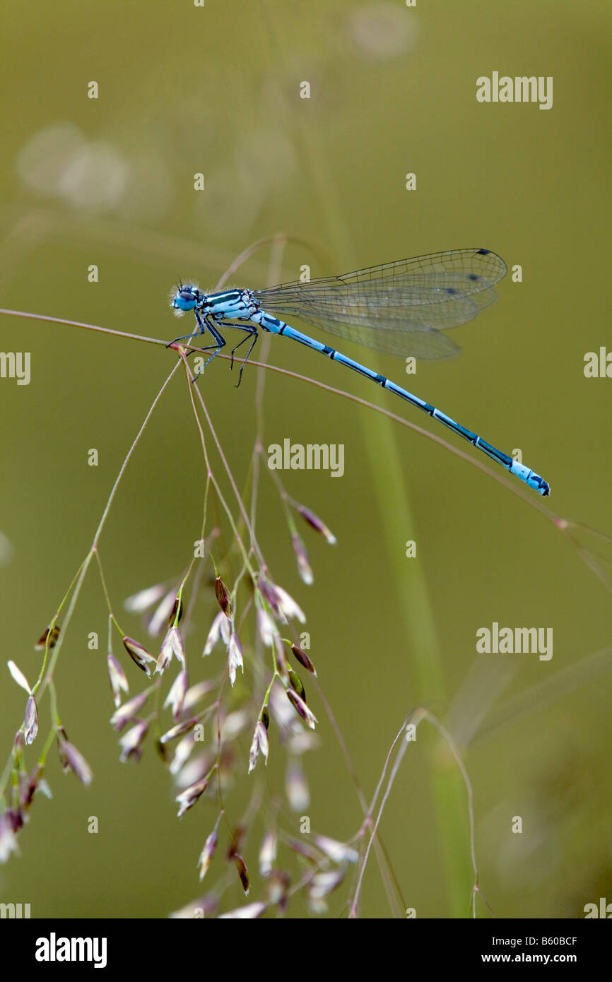 Azure Damselfly Coenagrion Puella männlich auf grass cornwall Stockfoto