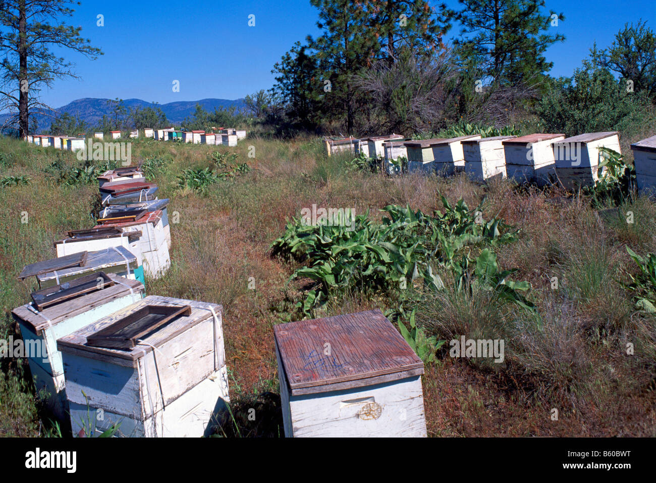 Bienenstöcke in einem Feld in der Okanagan Valley, BC, British Columbia, Kanada - Imkerei in hölzernen Bee-Boxen Stockfoto