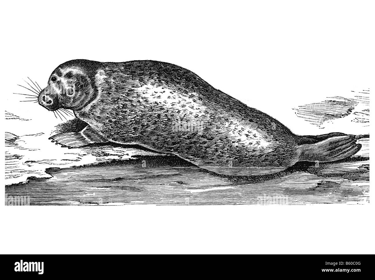 Hafen-Dichtung (Phoca Vitulina) Stockfoto