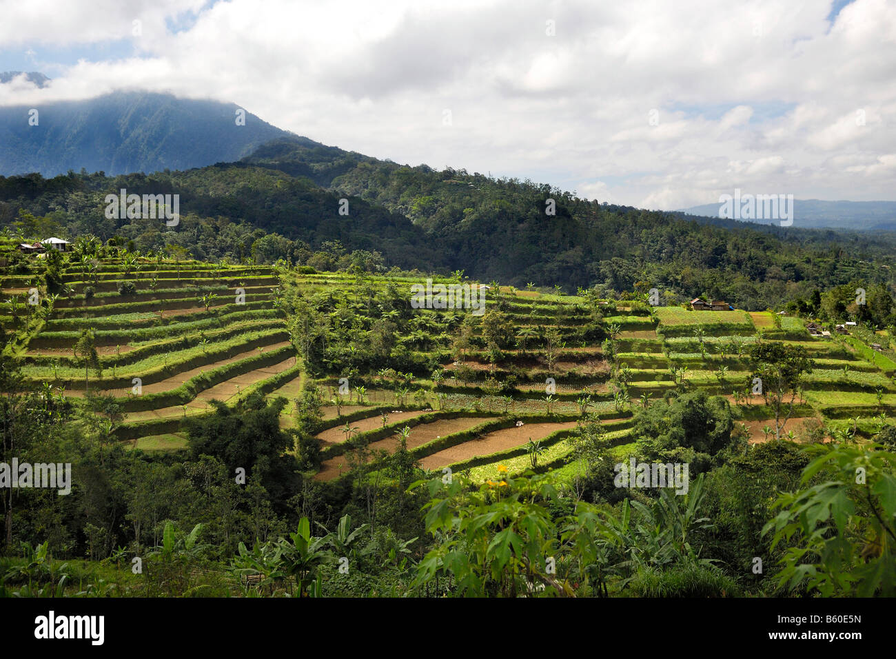 Terrassierte Reisfelder in der Nähe von Bedugul, Bali, Indonesien Stockfoto
