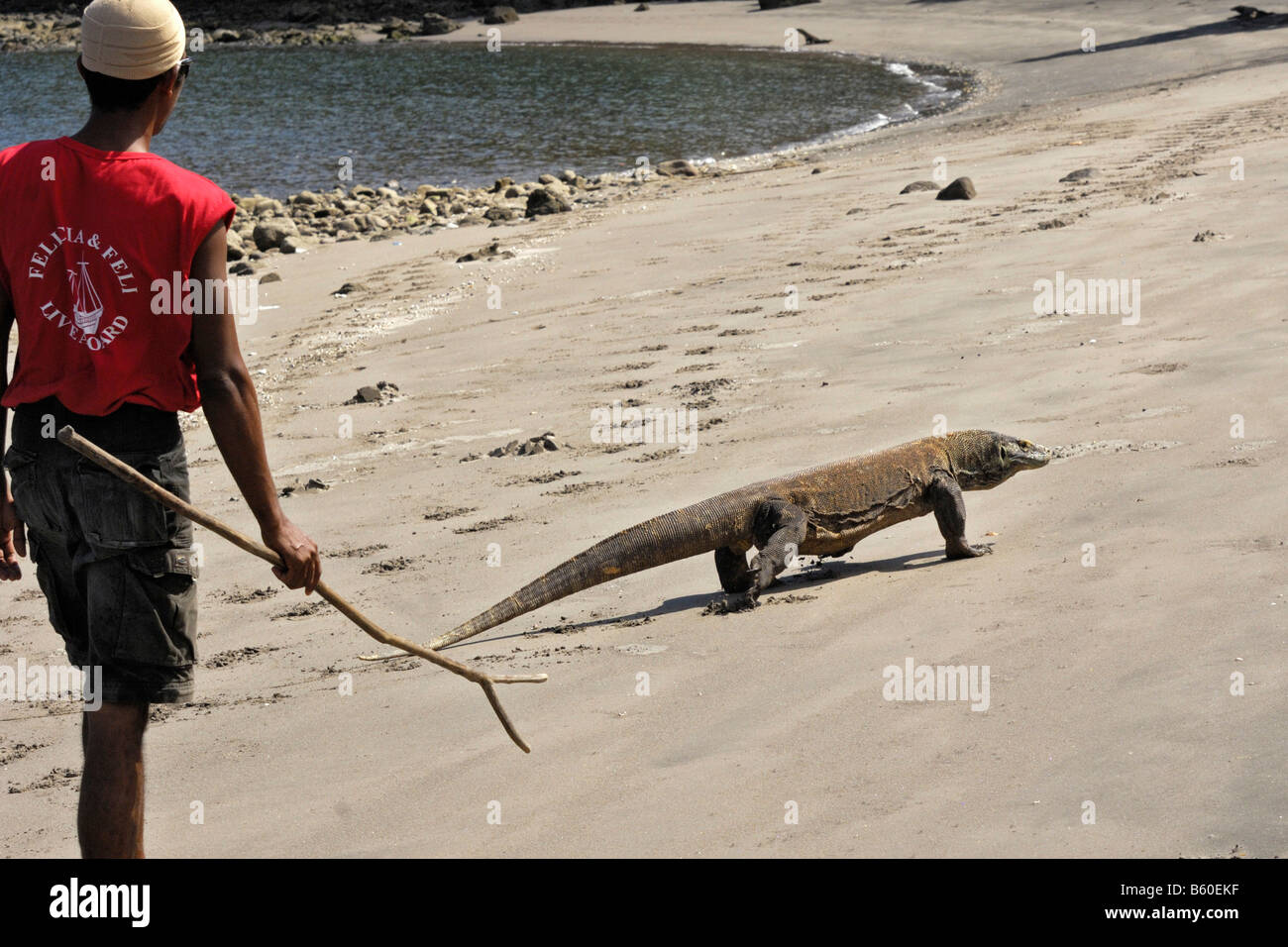 Mann zu Fuß auf einem Strand mit einem Komodo-Drachen auf einer der Inseln befindet sich innerhalb der Grenzen des Komodo National Park Stockfoto