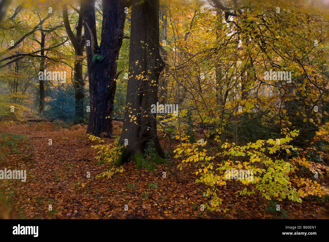 Felbrigg große Holz Norfolk UK Anfang November Stockfoto