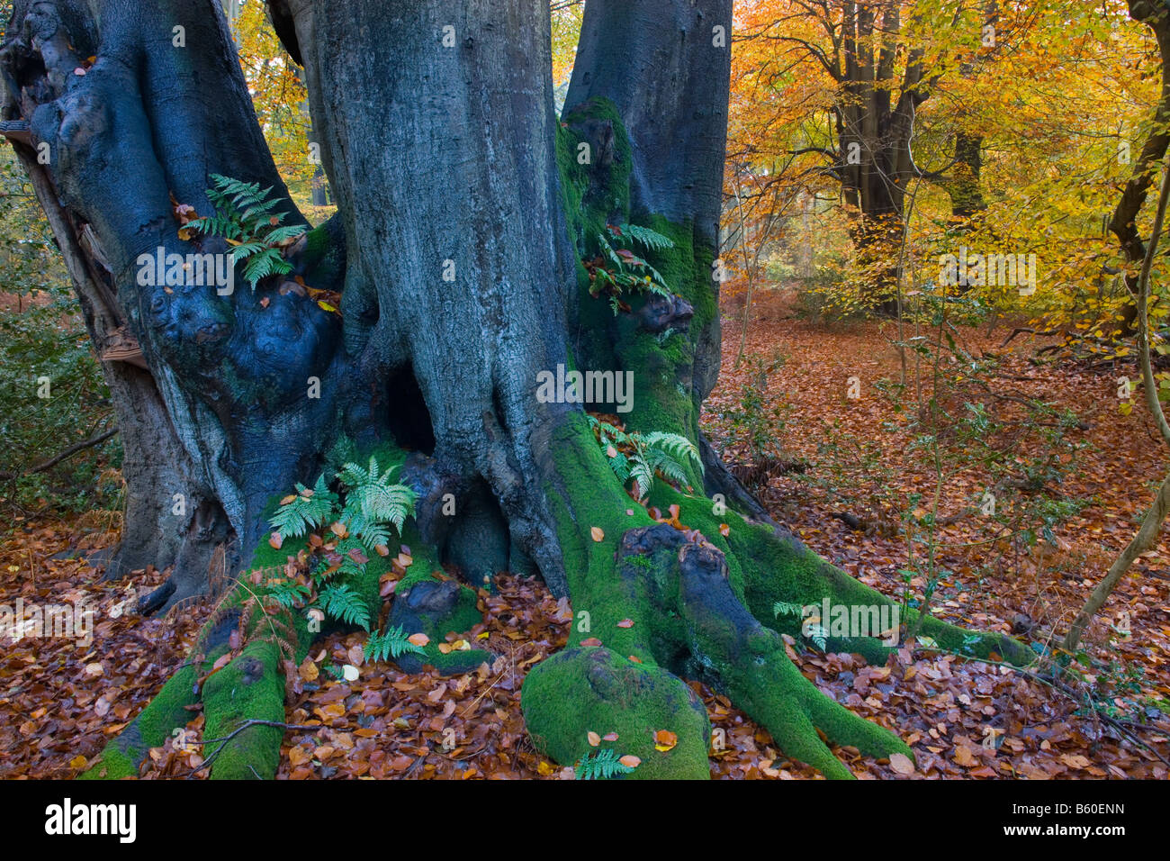 Felbrigg große Holz Norfolk UK Anfang November Stockfoto