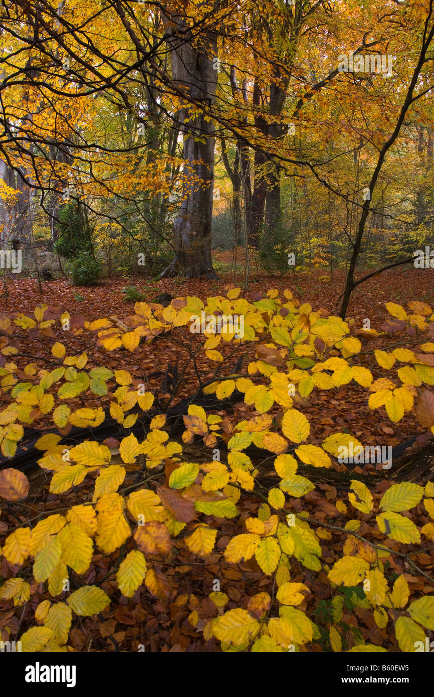 Felbrigg große Holz Norfolk UK Anfang November Stockfoto