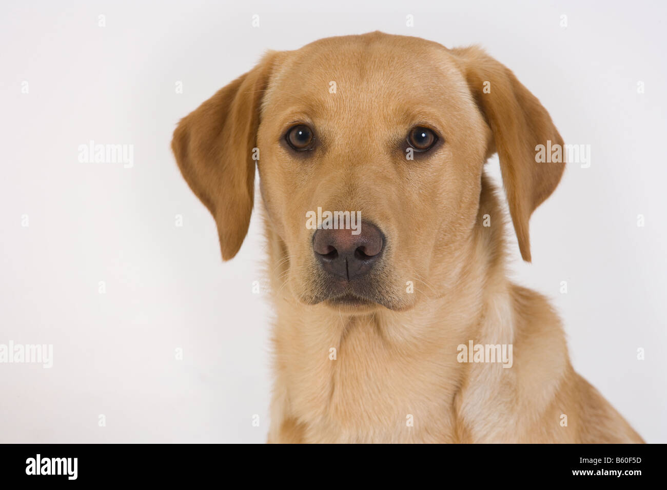 Gelber Labrador Portrait junge Frau Stockfoto