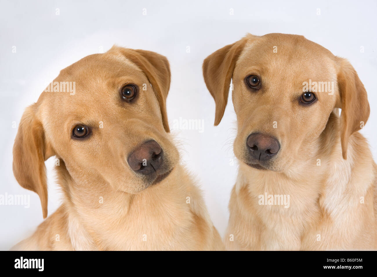 Gelber Labrador Portrait junge Frauen Stockfoto