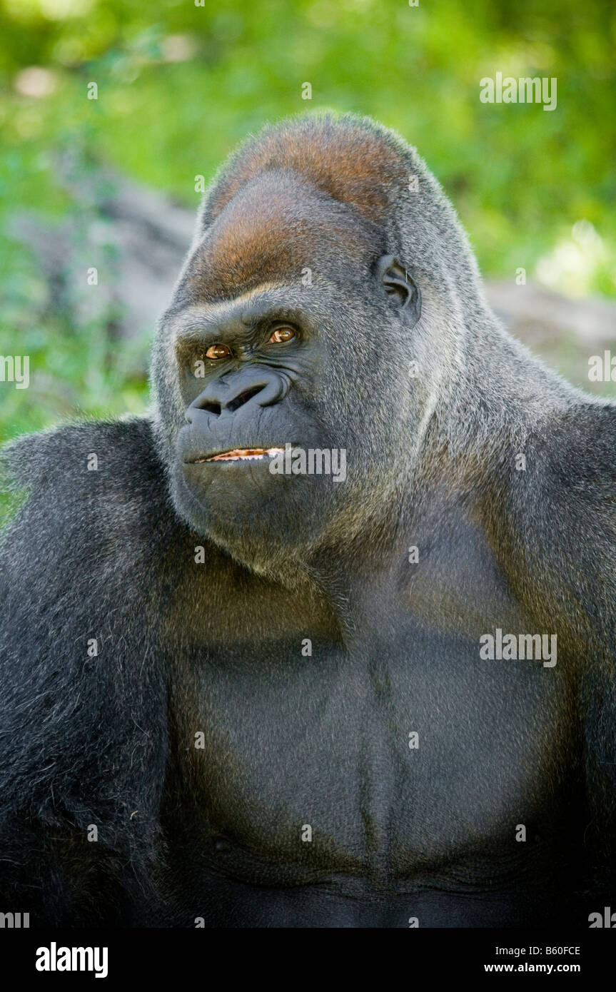 Silverback Gorilla Porträt mit Gesichtsausdruck. Stockfoto