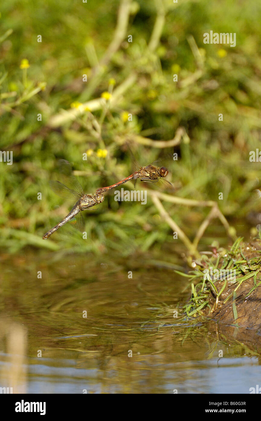 Libellen gemeinsame Darter Sympetrum Striolatim paar in Eiablage Aktivität über Teich Norfolk UK September Stockfoto