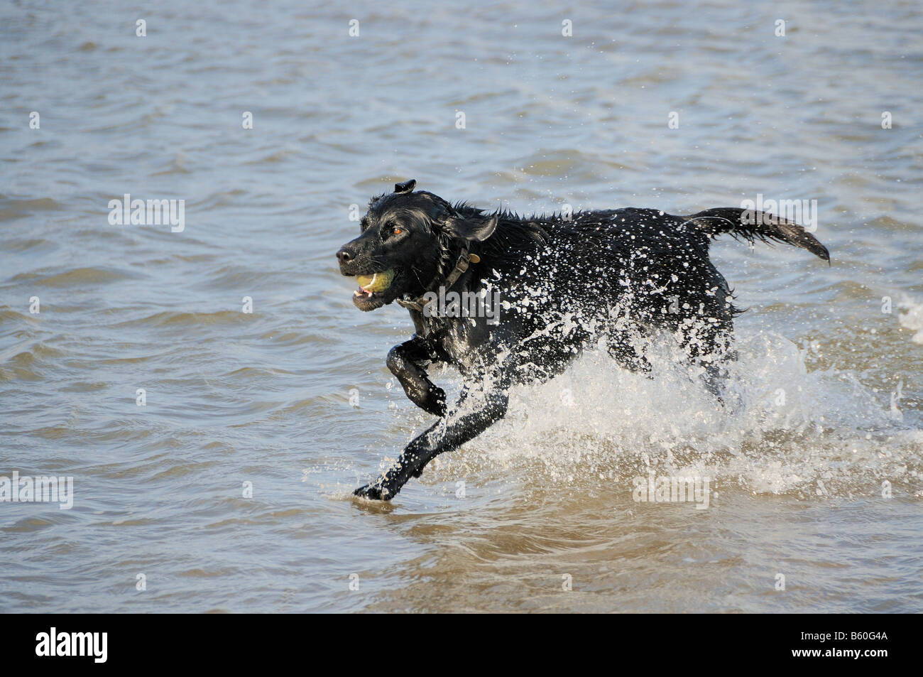 schwarzer Hund läuft im Meer Stockfoto