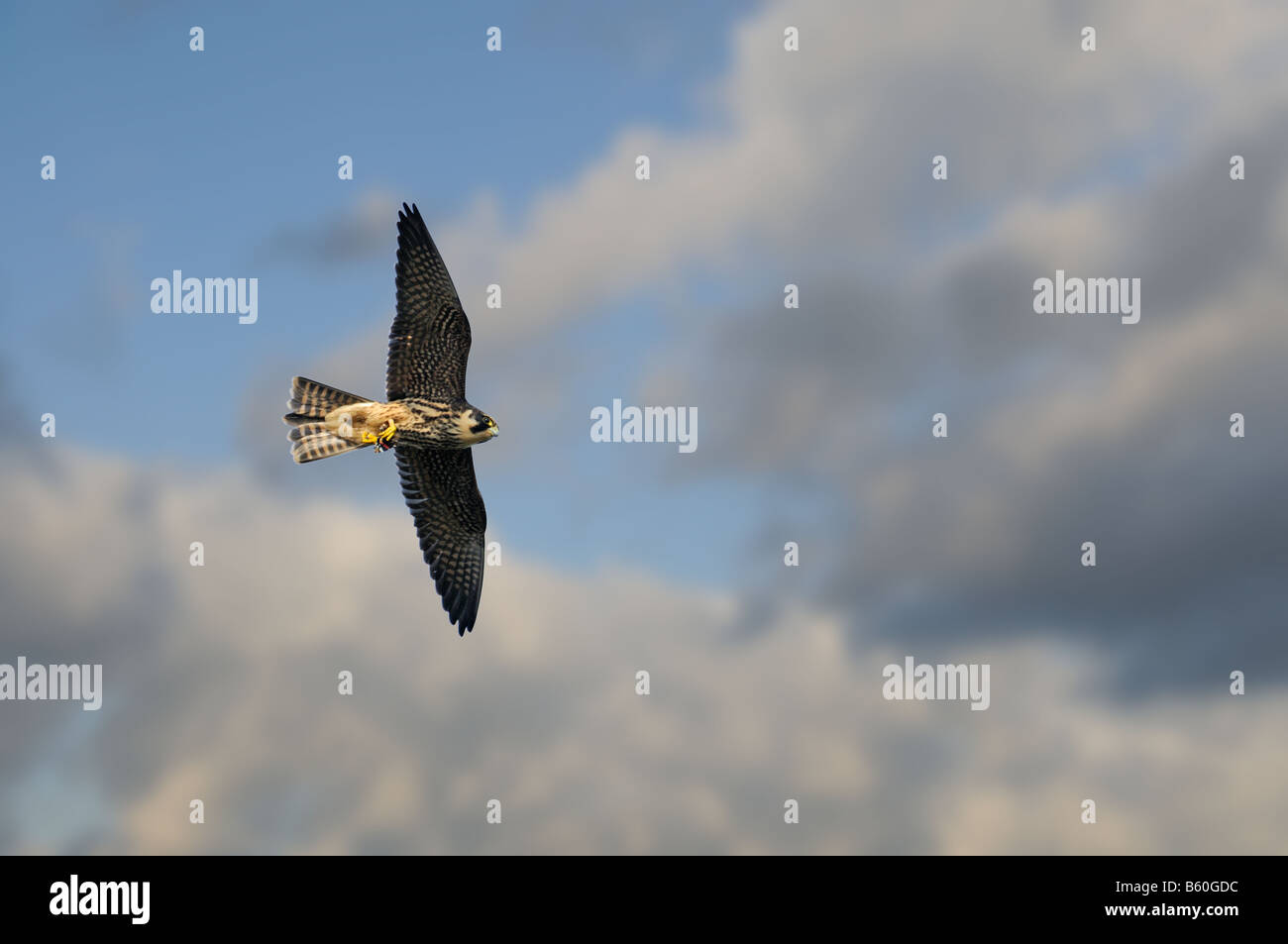 Hobby Falco Subbuteo juvenile im Flug mit Beute von Red Admiral Butterfly Vanessa Atalanta Norfolk UK Oktober Stockfoto