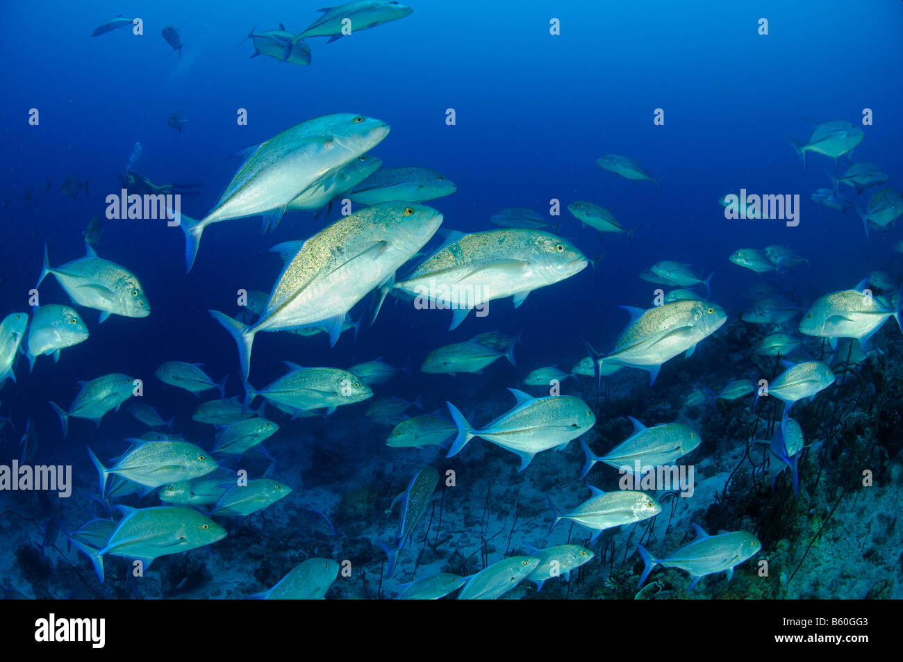 Caranx Melampygus Schule von Bluefin Trevally, Rotes Meer Stockfoto
