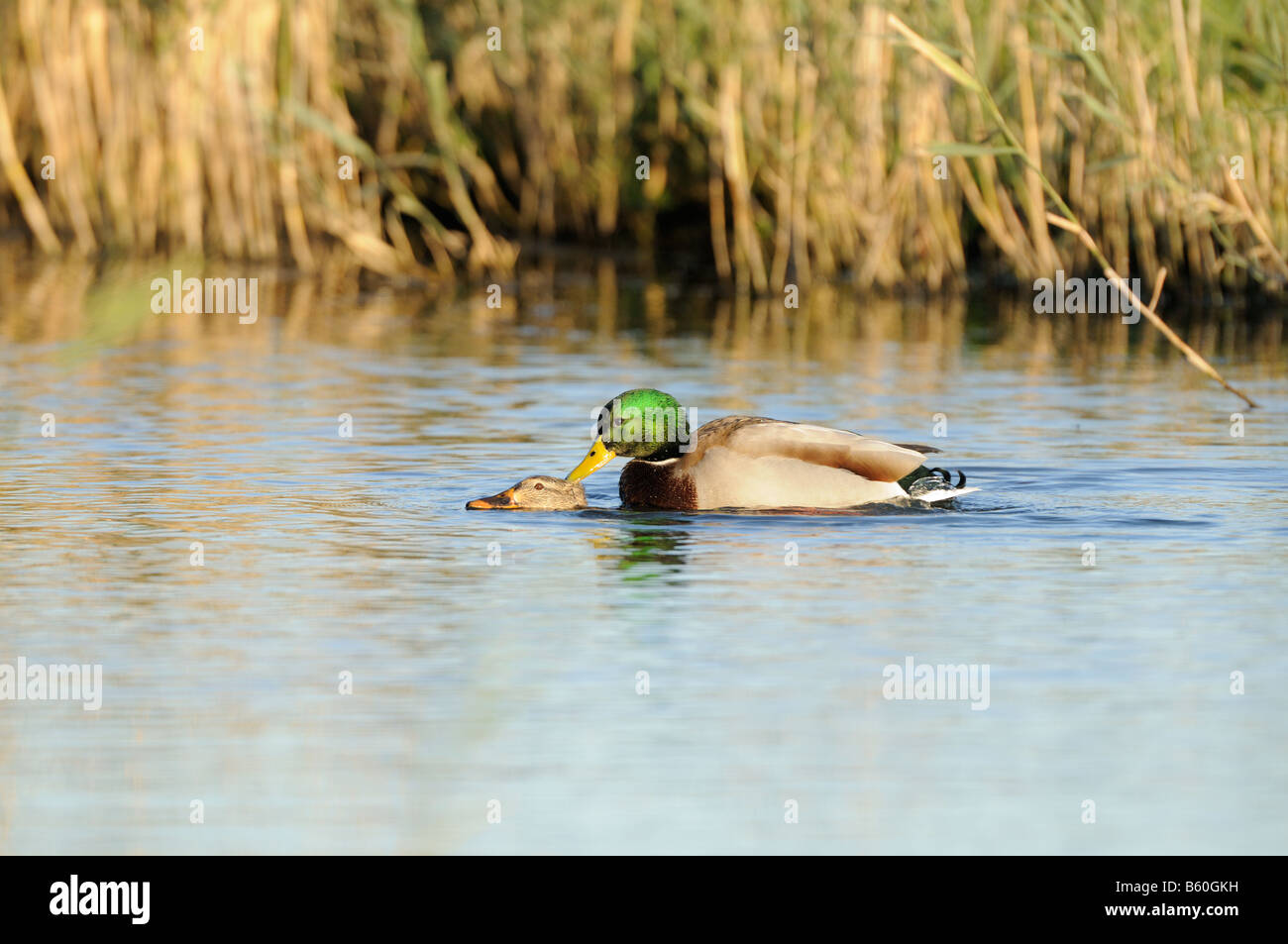 Mallards Anas Platyrhynchos paar Paarung in Lagune Norfolk England Oktober Stockfoto
