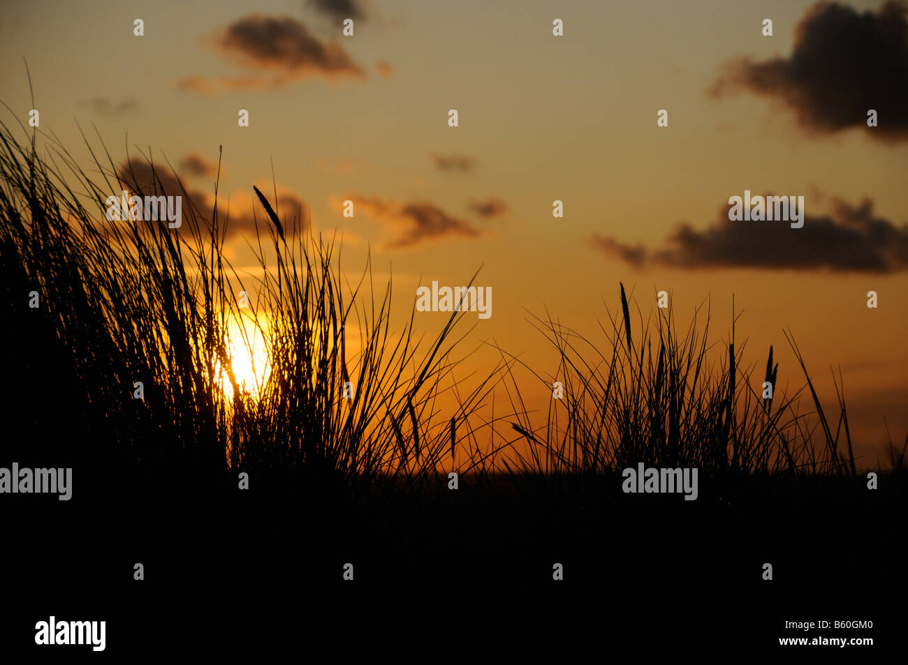 Dünengebieten Grass Ammophila Arenaria Silhouette bei Sonnenuntergang mit roter Himmel Sonne und Wolken Norfolk UK September Stockfoto