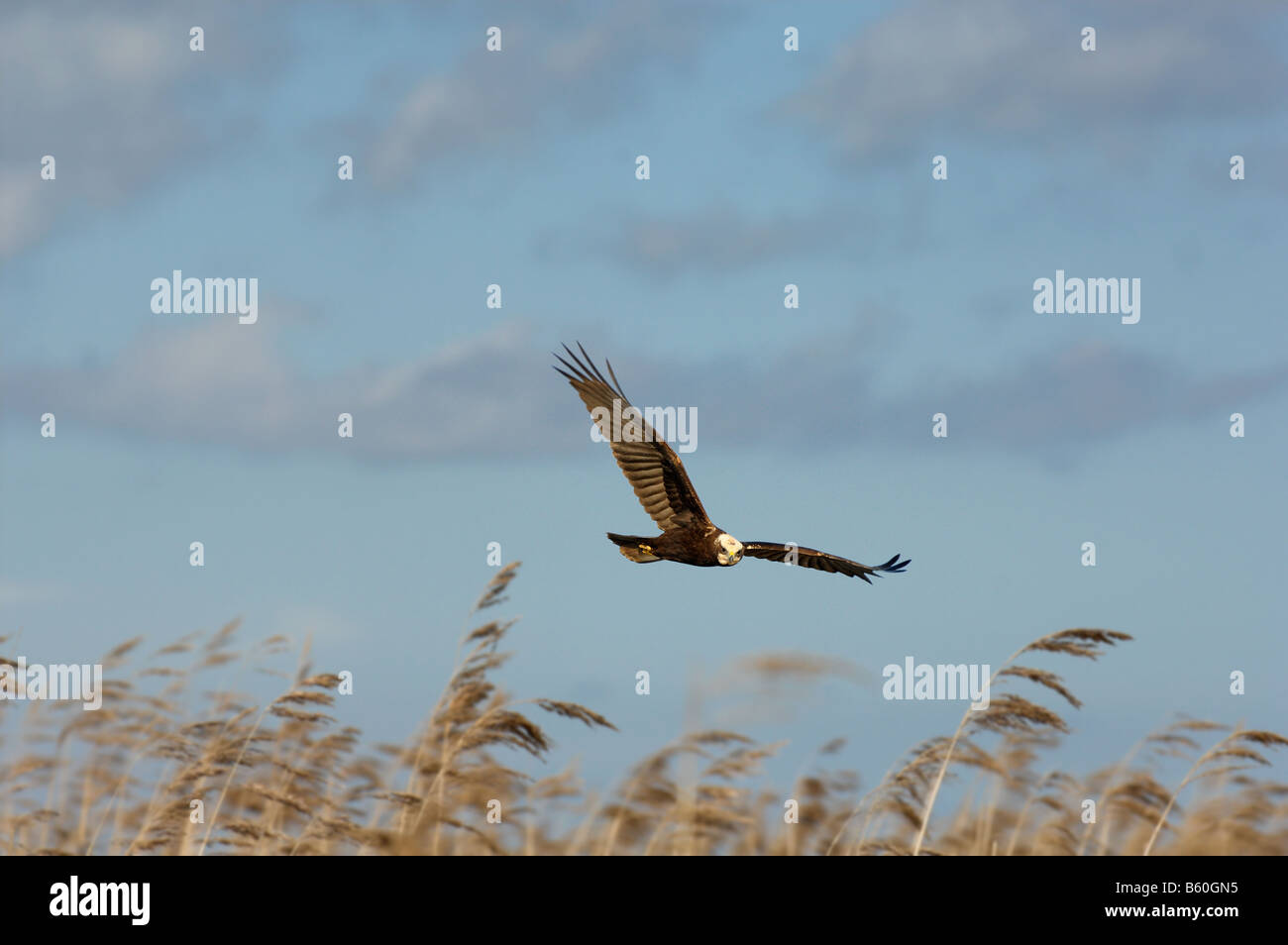 Marsh Harrier Circus Aeruginosus Weibchen überfliegen Küsten Schilfbeetes Cley, North Norfolk UK Oktober Stockfoto