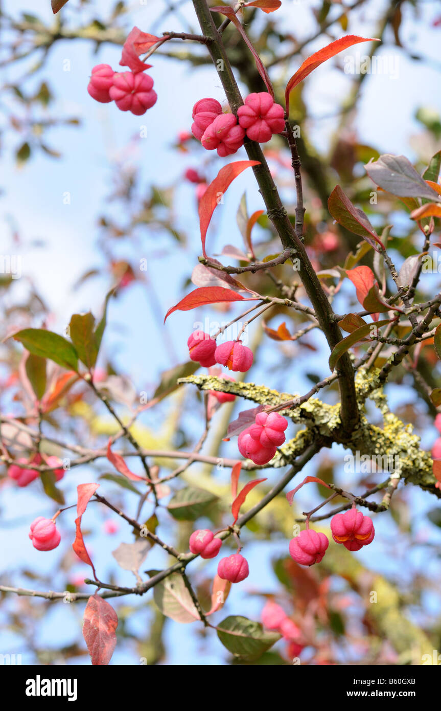 Spindel Baum Euonymus Europaeus zeigt reife Beeren UK Oktober Stockfoto