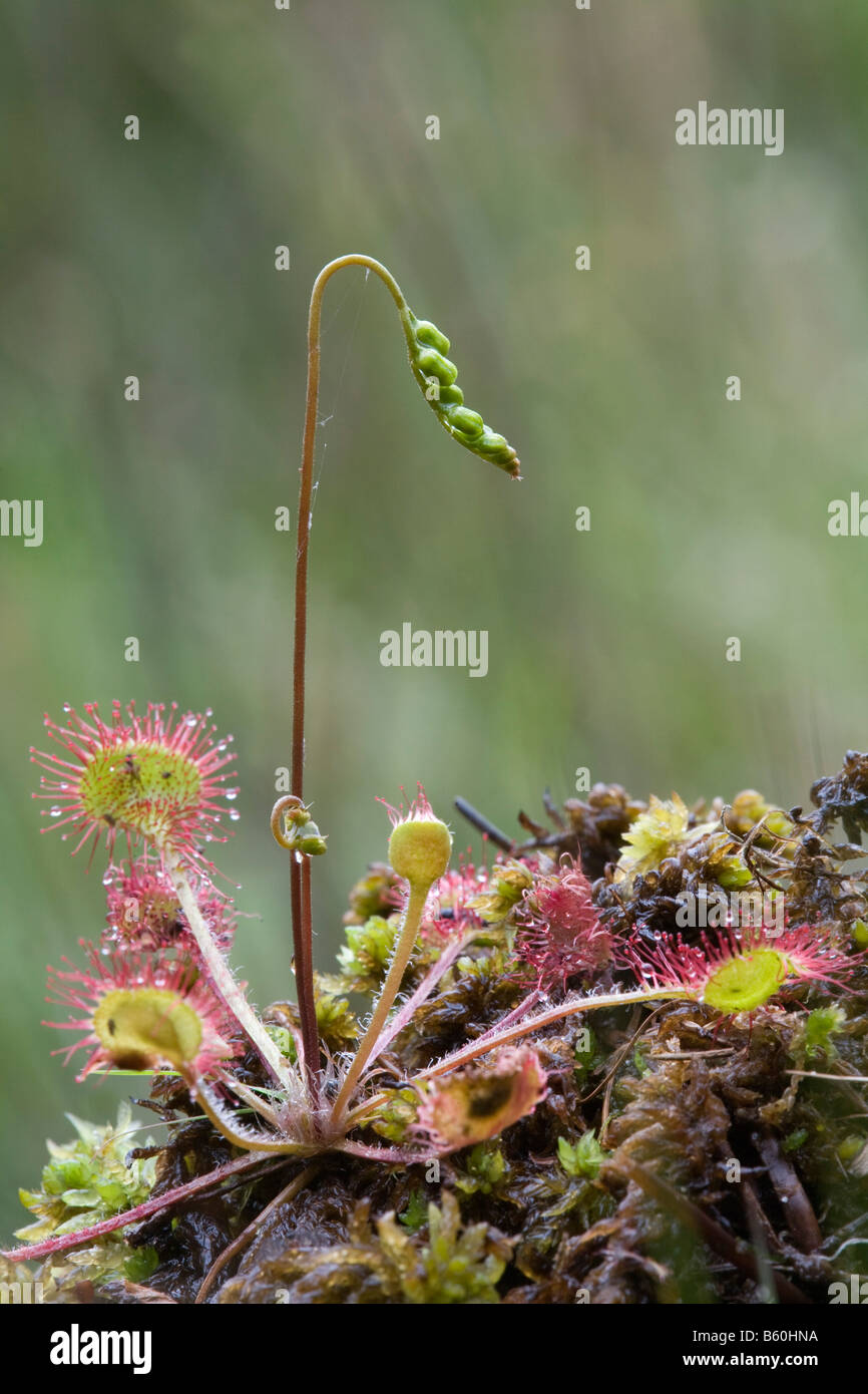 Runde rotblättrige Sonnentau Drosera rotundifolia Stockfoto