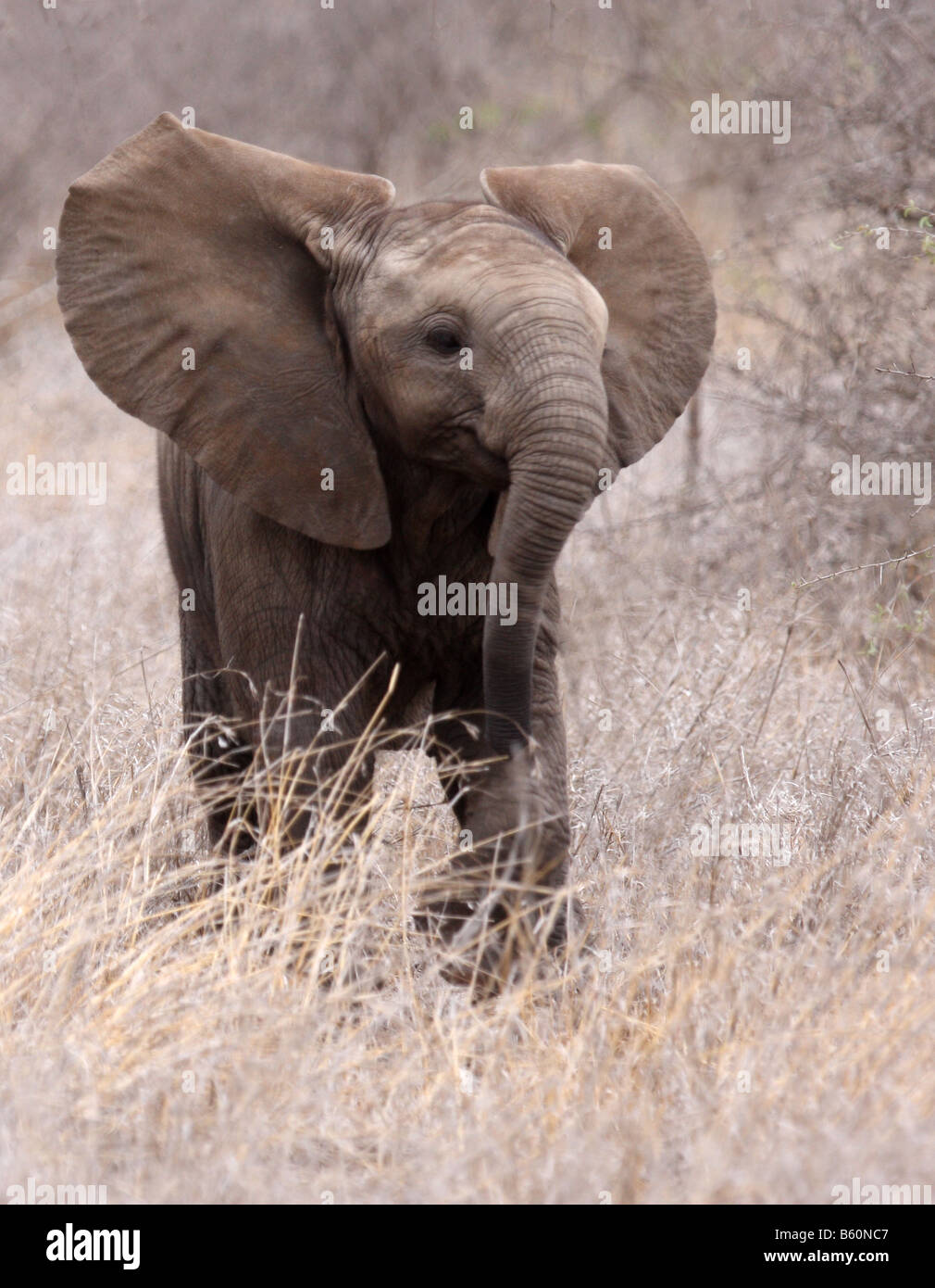 Afrikanischer Elefant Loxodonta Africana einzelne Jugendliche mit Ohren nach vorn Stockfoto
