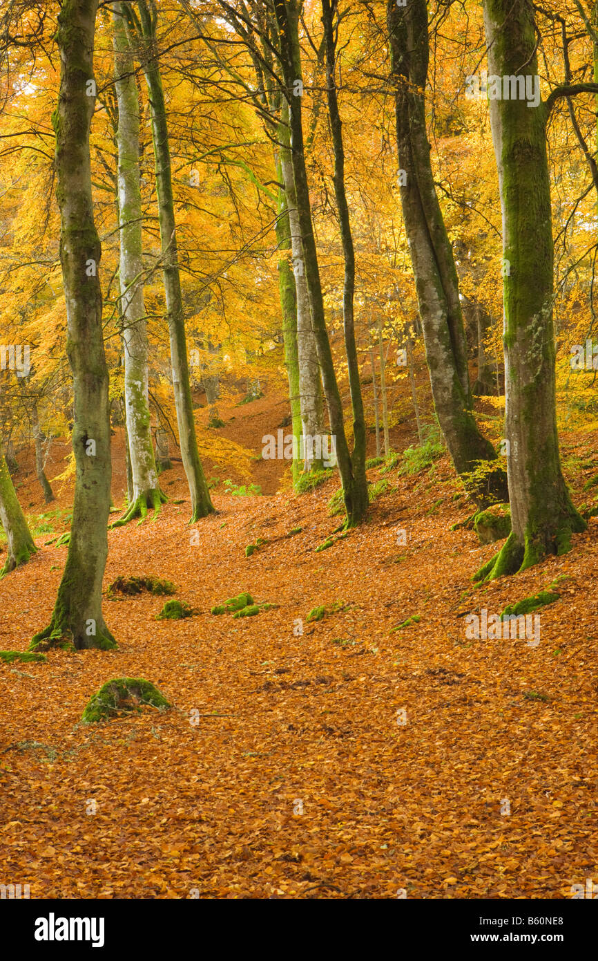 Buchenholz im Herbst. Birks Aberfeldy, Perth und Kinross, Schottland, Großbritannien Stockfoto