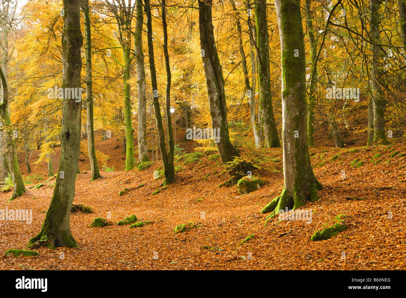 Buchenholz im Herbst. Birks Aberfeldy, Perth und Kinross, Schottland, Großbritannien Stockfoto