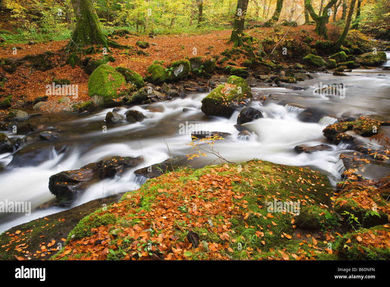 Stream über Buchenholz im Herbst. Birks Aberfeldy, Perth und Kinross, Schottland, Großbritannien Stockfoto
