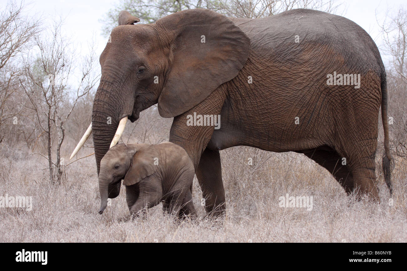 Afrikanischer Elefant Loxodonta Africana einzigen erwachsenen Weibchen mit Kleinkind Stockfoto