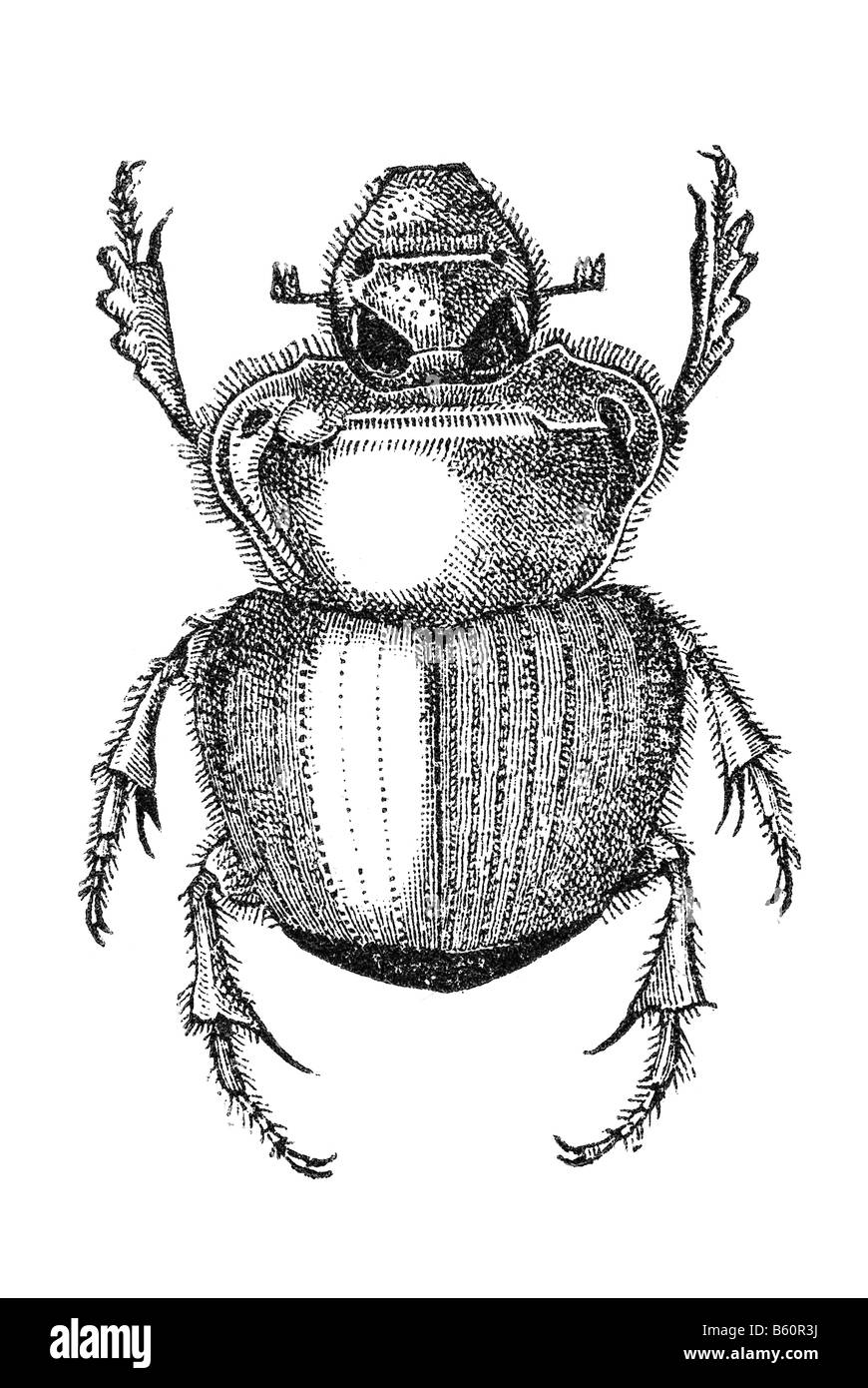 Erde-langweilig Mistkäfer (Onthophagus Johnstoni), Dor Käfer Stockfoto
