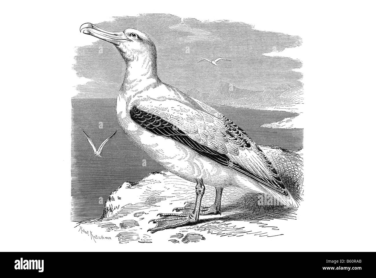 Wanderalbatros (Diomedea Exulans) Stockfoto