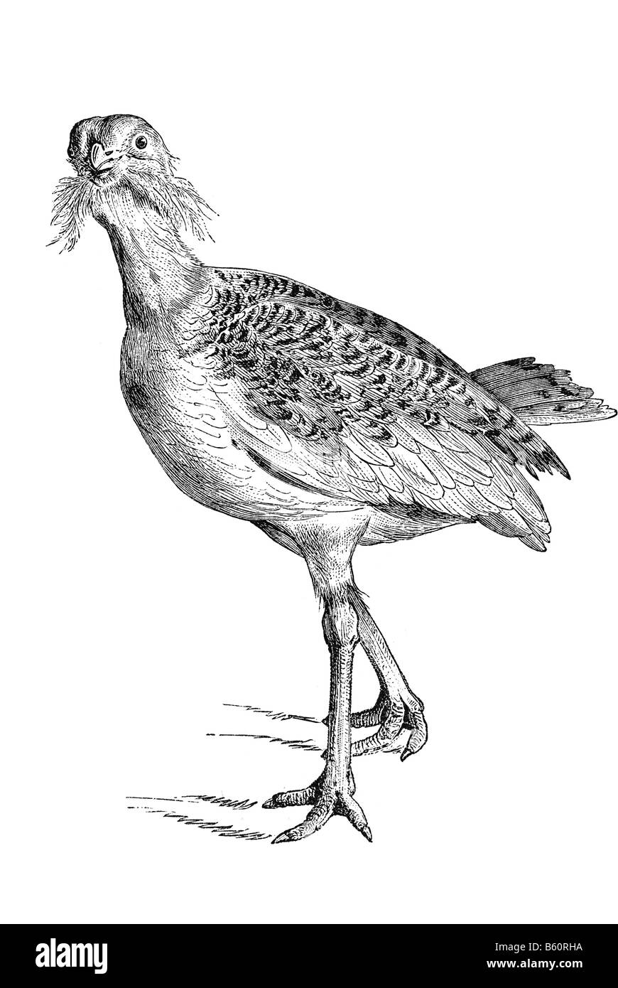 Die Großtrappe (Otis Tarda) Stockfoto